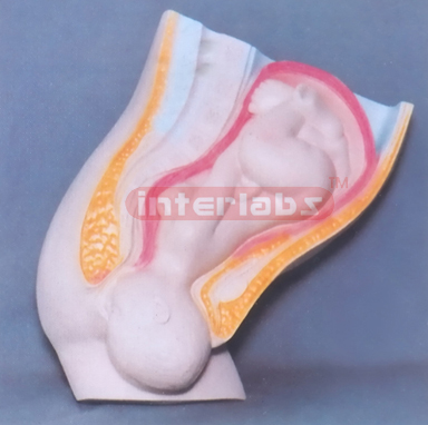 HUMAN MATERNITY BIRTH PROCESS MODEL (A TYPE)